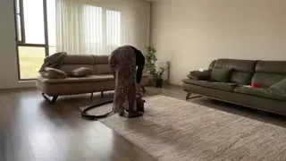 Fatma ile Her Telden @türbanlıtemizlikevhanımı Kanalı Canlı Yayın videoları Part 9